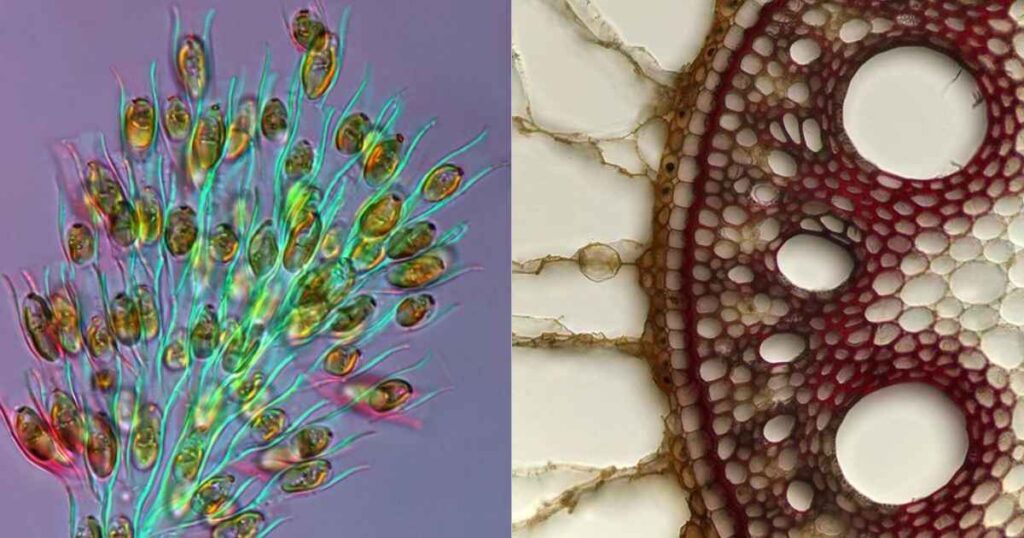 Nature Microscopic Wonders